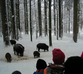 Wildschweine