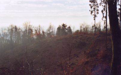 Kahlschlag am Keilberg