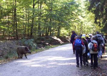 Wildschwein